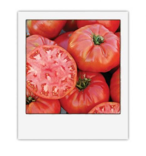 Pondering Grafted Tomatoes